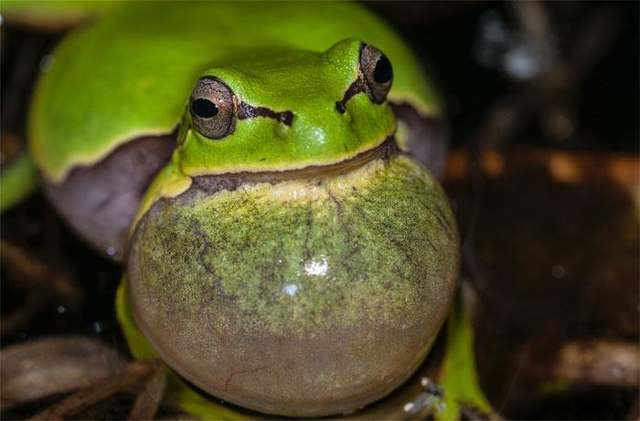 El MNCN muestra la diversidad y amenazas de los anfibios españoles