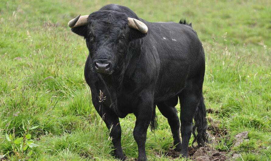 ¿Por qué no probar con una corrida de toros?
