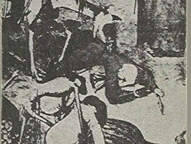 Entre la peste y el cólera