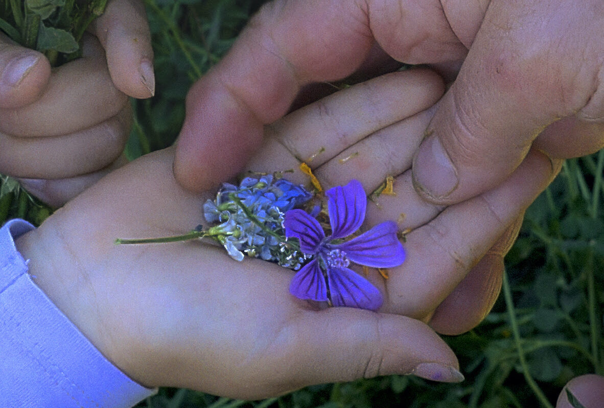 ‘Historias del buen valle’: me arrancaron los cerezos