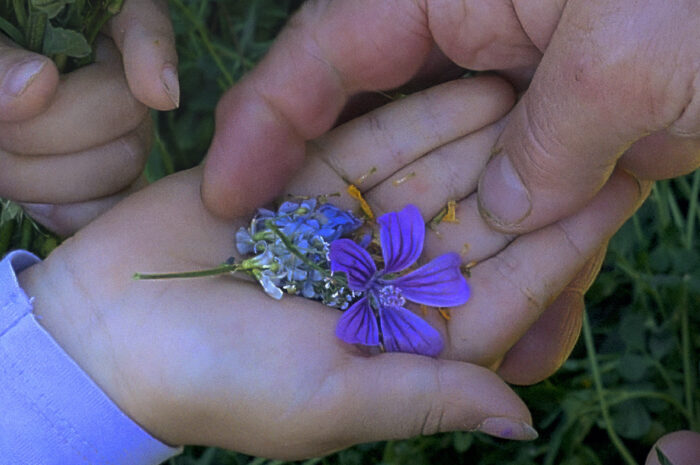 ‘Historias del buen valle’: me arrancaron los cerezos