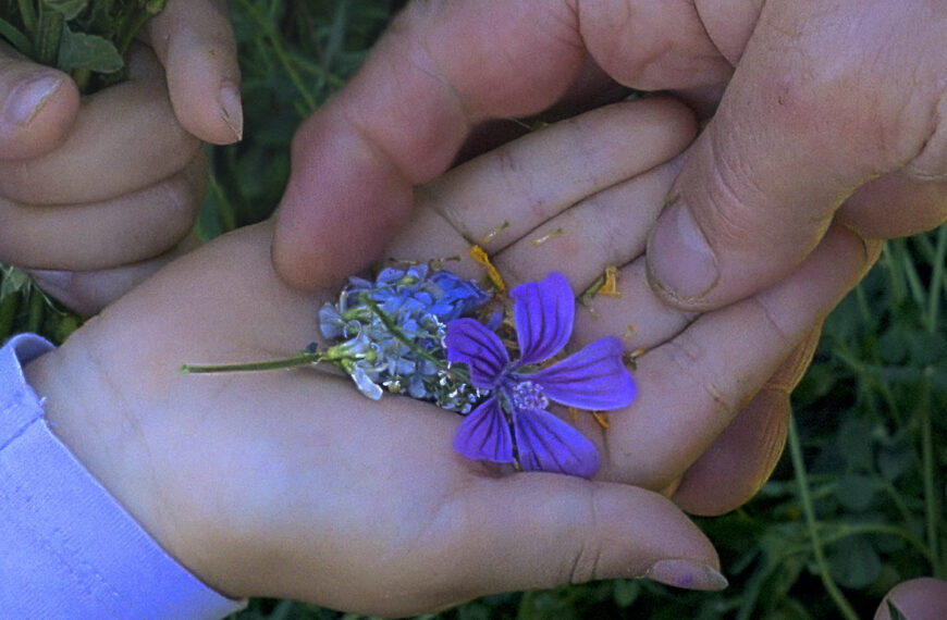 ‘Historias del buen valle’: me arrancaron los cerezos