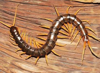 Scolopendra cataracta 7