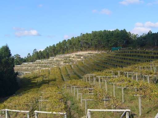 Viñedo Rias Baixas Meis Pontevedra