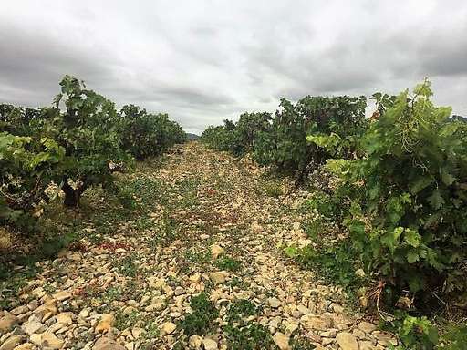 Viñedo en Rioja 1