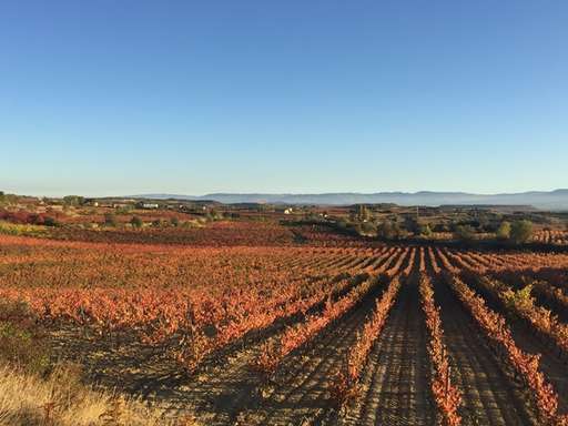 Viñedo en Rioja 3