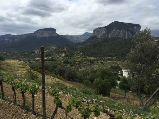 Viñedo en Sierra de Tramuntana Mallorca